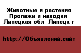 Животные и растения Пропажи и находки. Липецкая обл.,Липецк г.